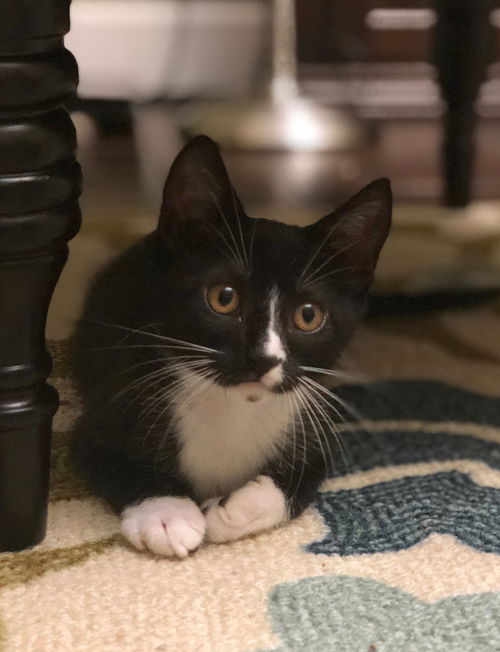 Ari