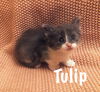 Tulip