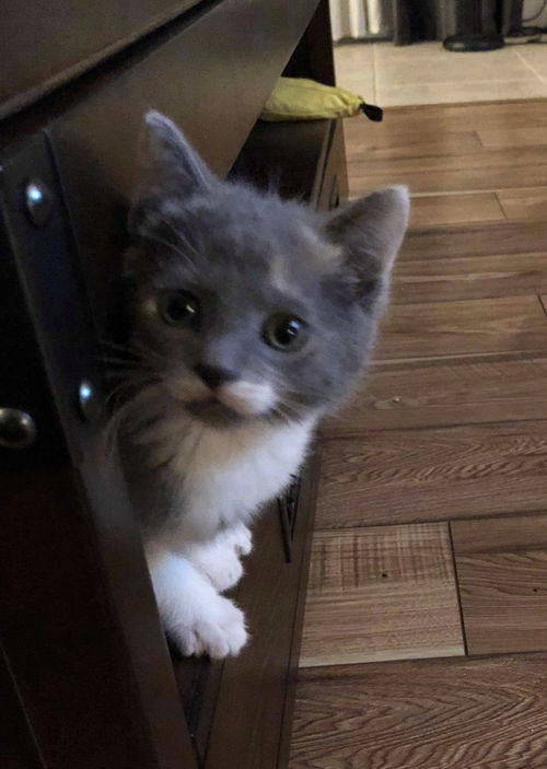 Bean