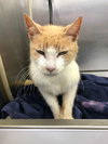 Matty the sweet declawed lap kitty