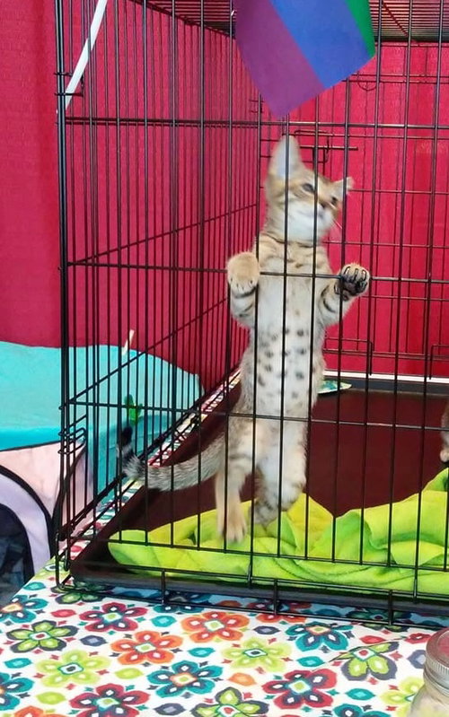 Simba