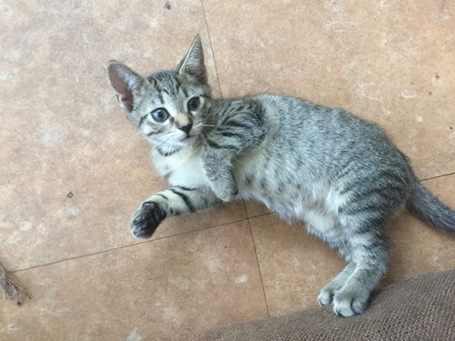 Savannah