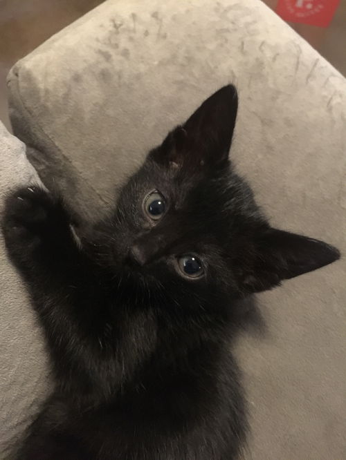 Pepper