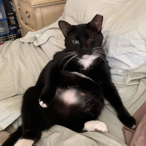 Minnie, a cat for adoption from C.A.T.S.-C.A.N., Inc.