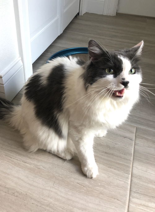 Ewok