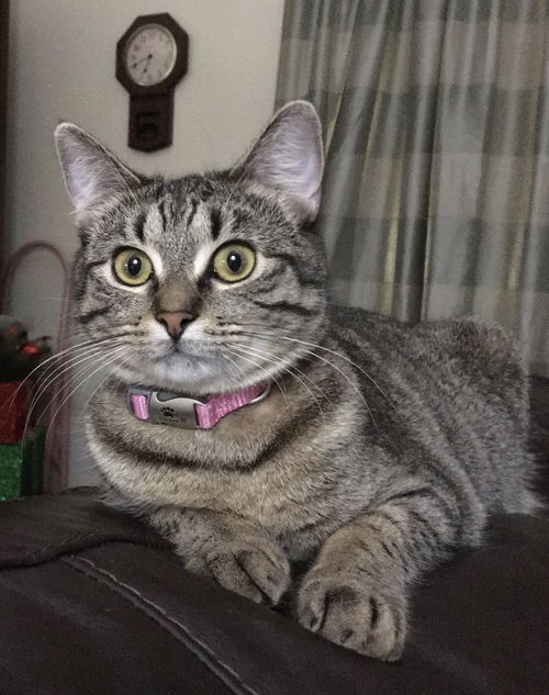 Elsa