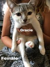 Gracie