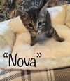 Nova