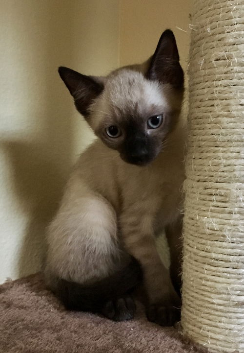 Koda