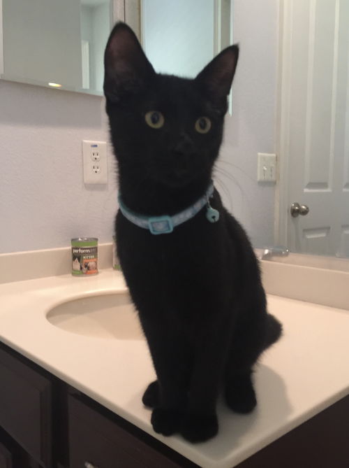Ozzie