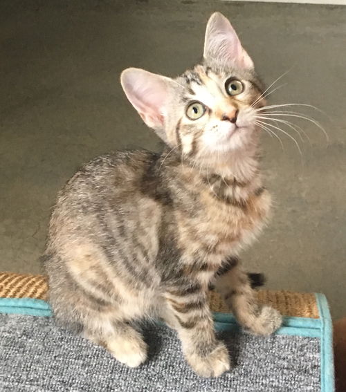 Artemis