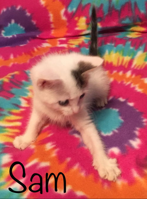 Sam