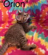 Orion