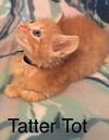 Tatter Tot