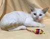 Michelin the Flame Point Siamese Kitten