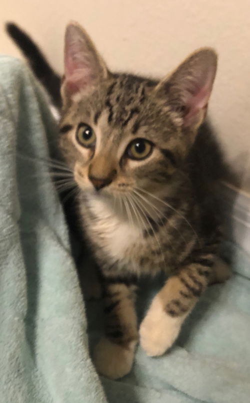 Kona