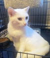 Duchess