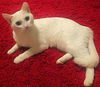 Duchess