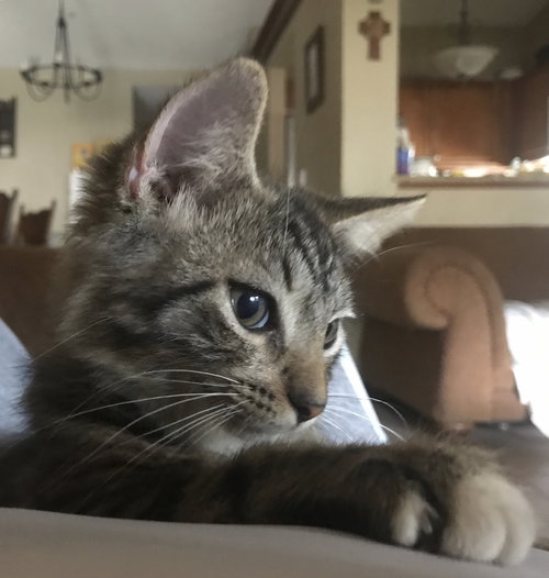 Spenser Fluffypants