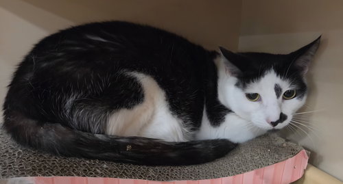 Jack Jack, Senior Domestic Short Hair / Mixed (short coat), cat for adoption in Altamonte Springs, Florida