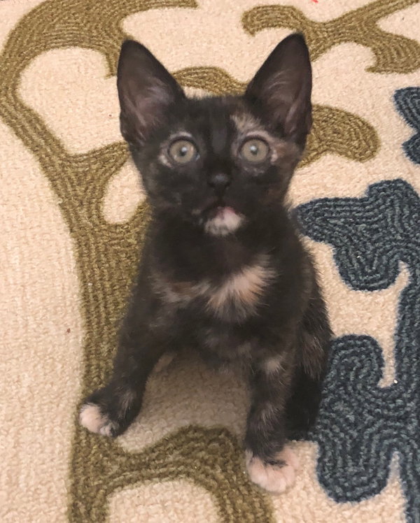 Gizmo