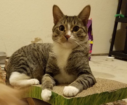Bub