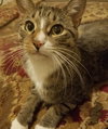 Bub