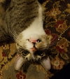 Bub