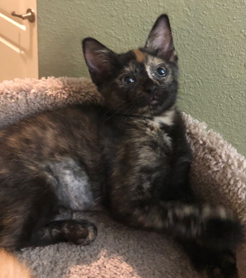 Kit