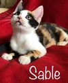 Sable