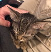 Peanut