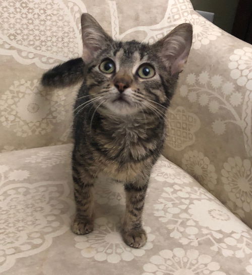Peanut