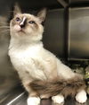 Crystal the Seal Point Siamese Mix