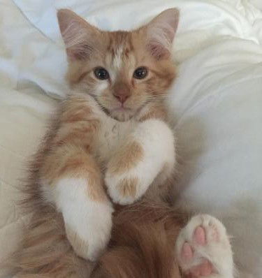 Leo