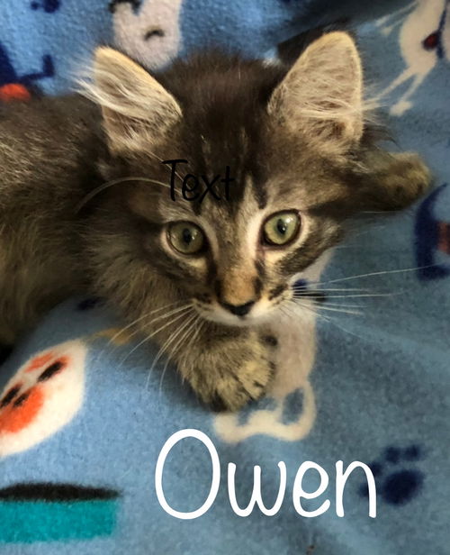 Owen