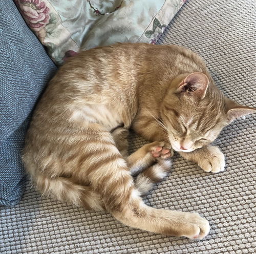 Apricot