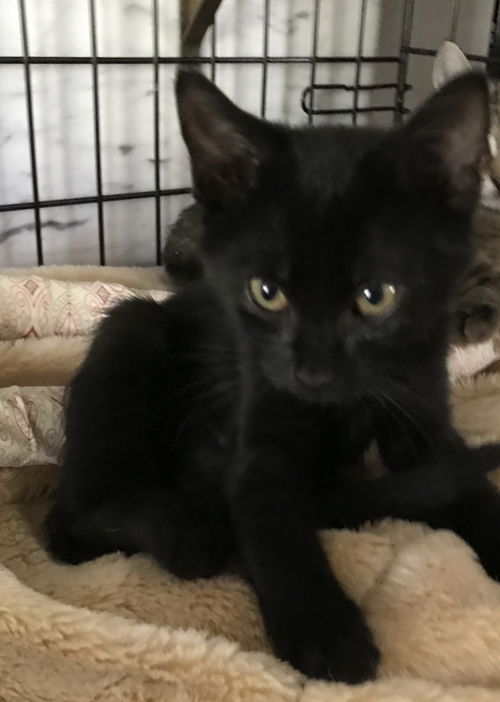 Jo the Sweet Kitten