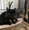Jo the Sweet Kitten