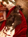 Petunia the Russian Blue Mix Kitten