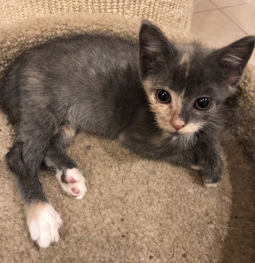 Evie