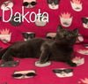 Dakota the Russian Blue Mix Sweetheart