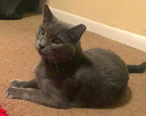 Stella