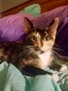 Buttercup
