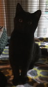 Buddy