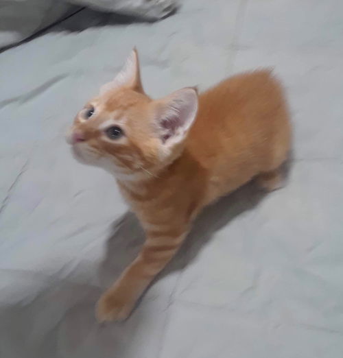 Malaki