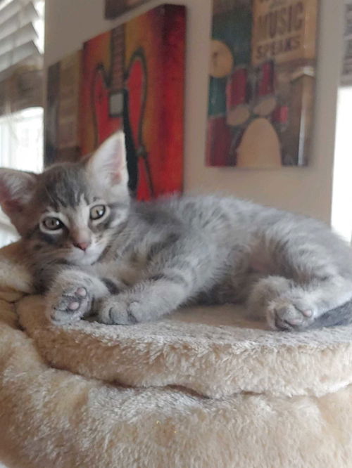 Franklin the Sweet Gray Tabby