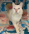 Lionel the Flame Point Siamese Mix