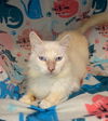 Lionel the Flame Point Siamese Mix