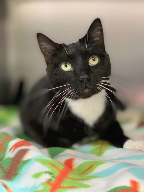 Parker the Handsome Tuxedo