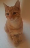 Sunni